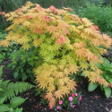 Erable du Japon Autumn Moon - SILENCE, ça pousse !, Acer palmatum