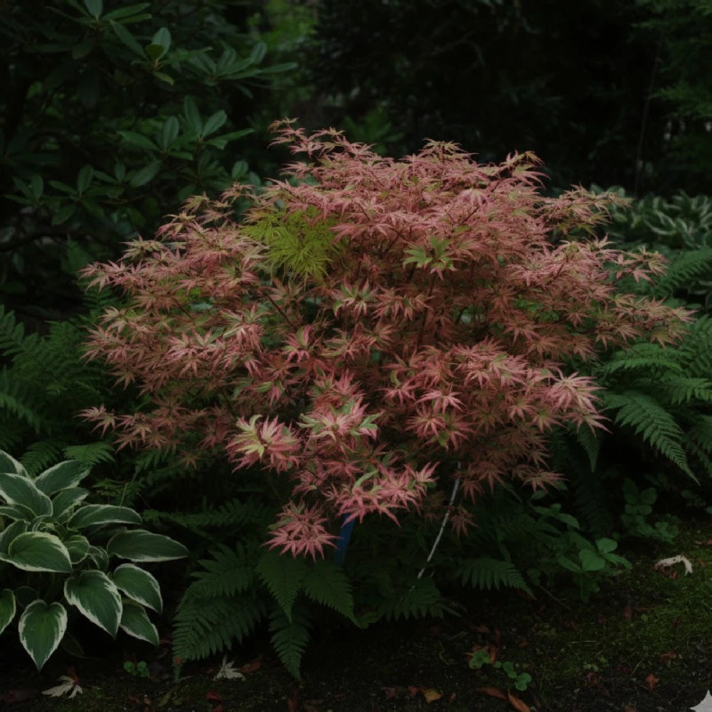 Erable du Japon Butterfly - SILENCE, ça pousse !, Acer palmatum