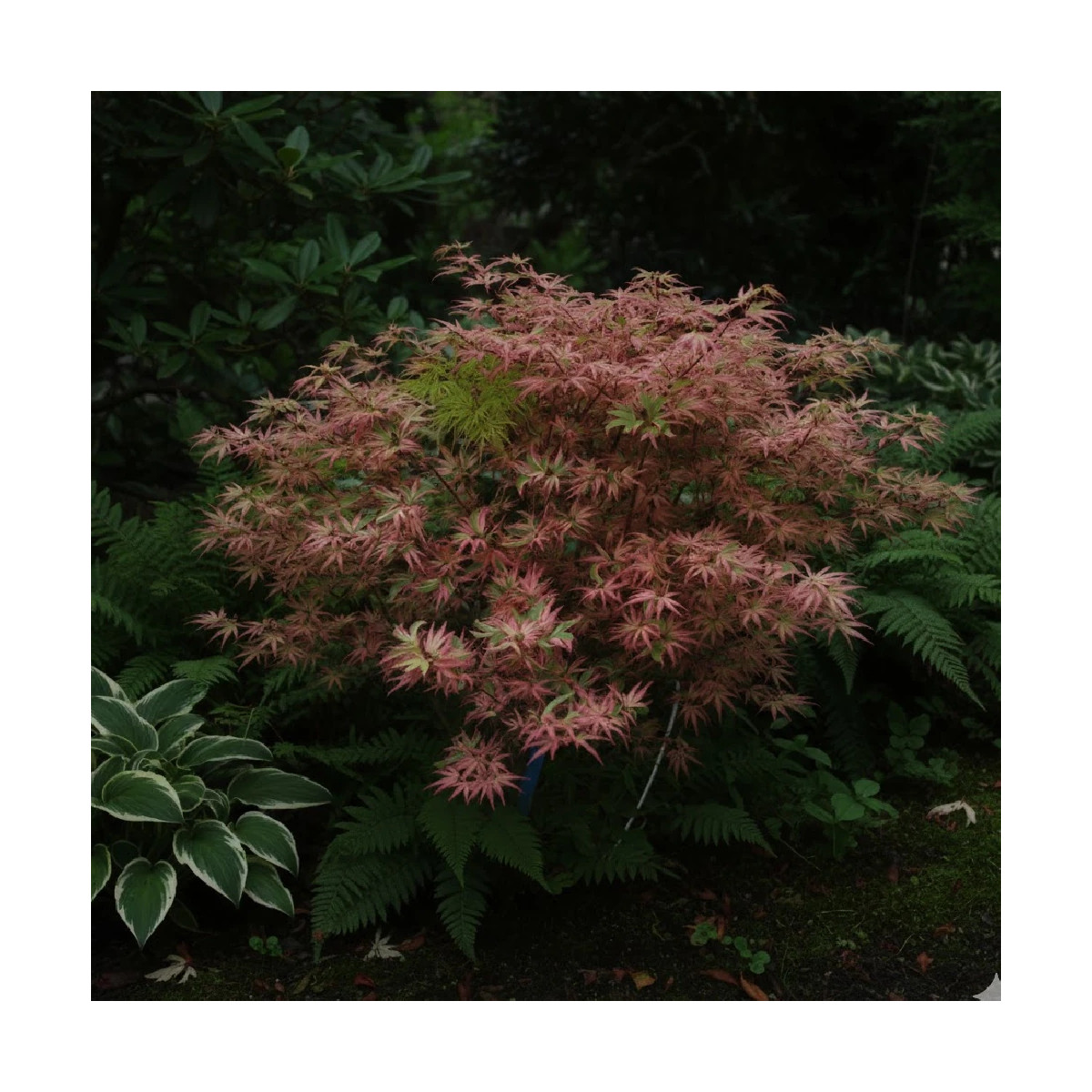 Erable du Japon Butterfly - SILENCE, ça pousse !, Acer palmatum