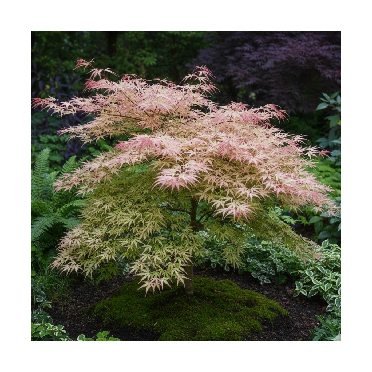 Erable du Japon Butterfly - SILENCE, ça pousse !, Acer palmatum