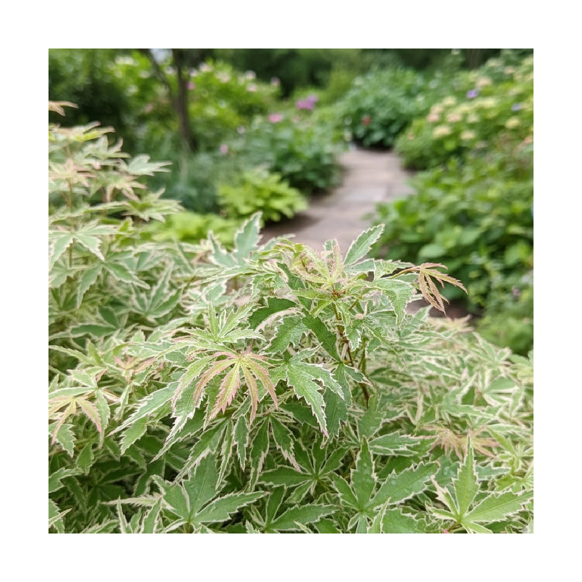 Erable du Japon Butterfly - SILENCE, ça pousse !, Acer palmatum