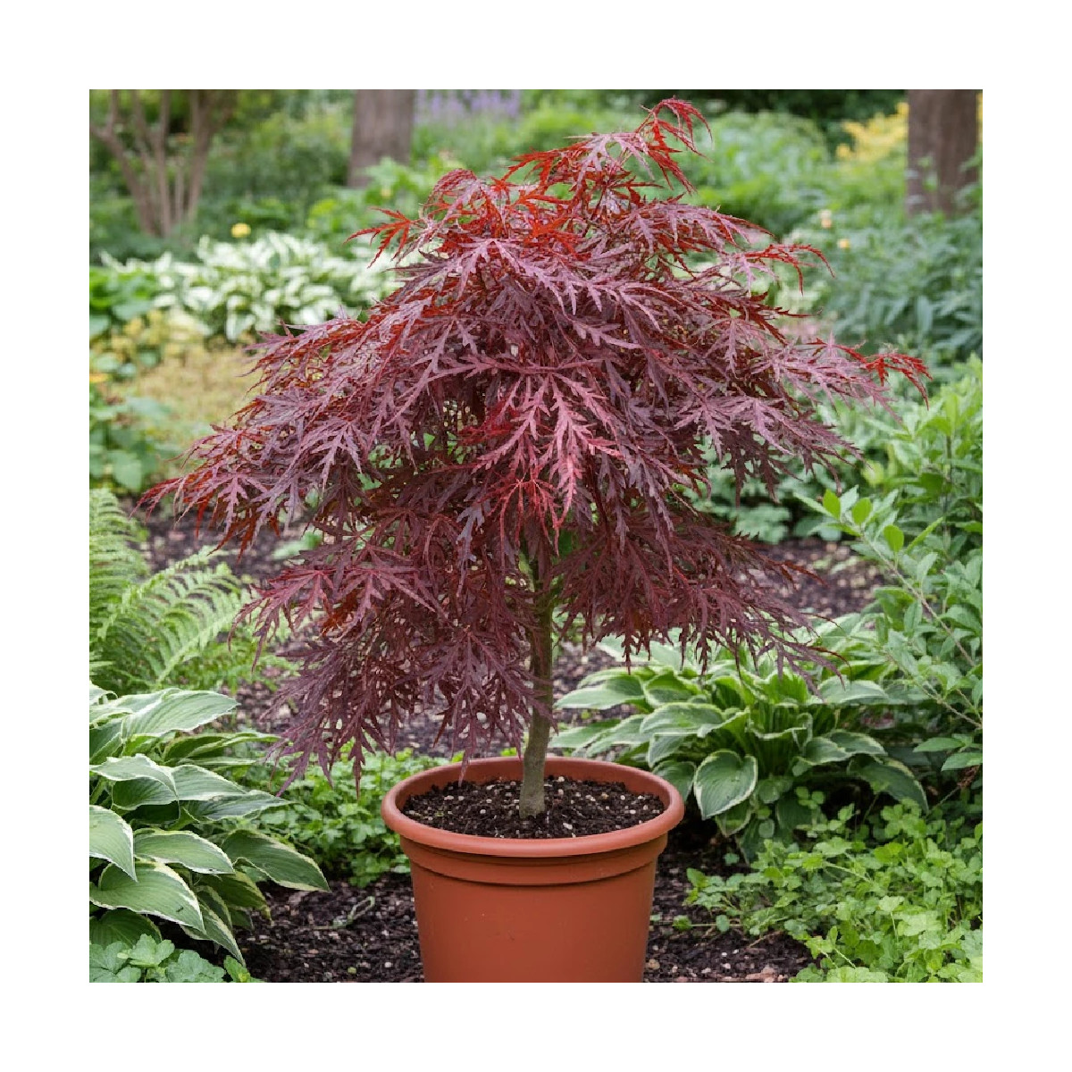 Érable du Japon Crimson Queen, Acer palmatum
