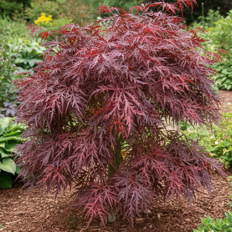 Érable du Japon Crimson Queen, Acer palmatum