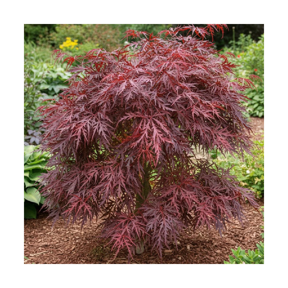 Érable du Japon Crimson Queen, Acer palmatum