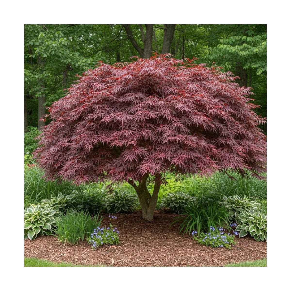 Érable du Japon Crimson Queen, Acer palmatum