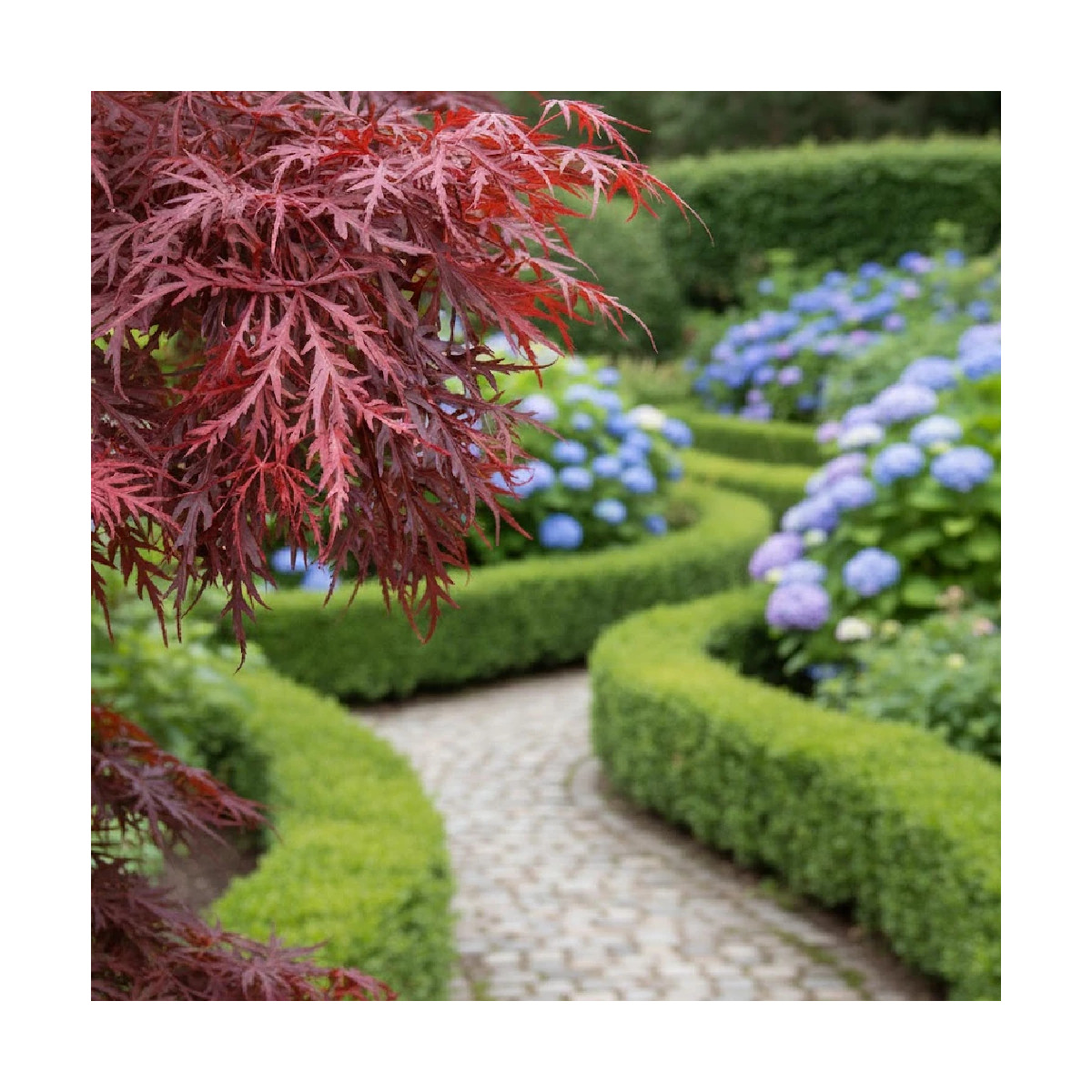 Érable du Japon Crimson Queen, Acer palmatum