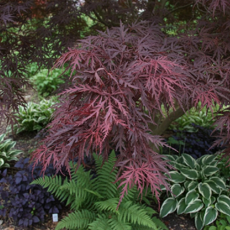 Érable du Japon Crimson Queen, Acer palmatum