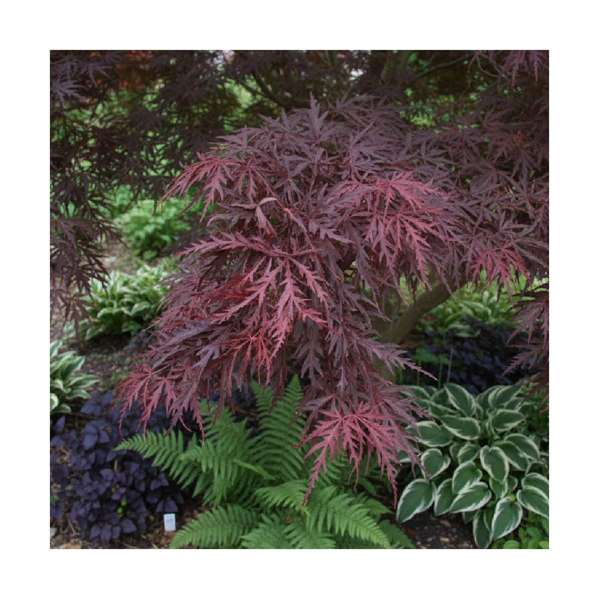 Érable du Japon Crimson Queen, Acer palmatum