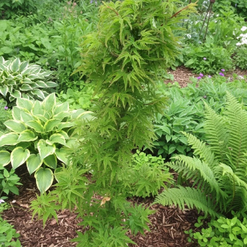 Érable du Japon Crispifolium, Acer palmatum