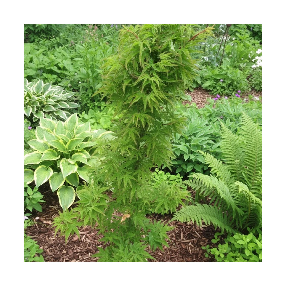 Érable du Japon Crispifolium, Acer palmatum