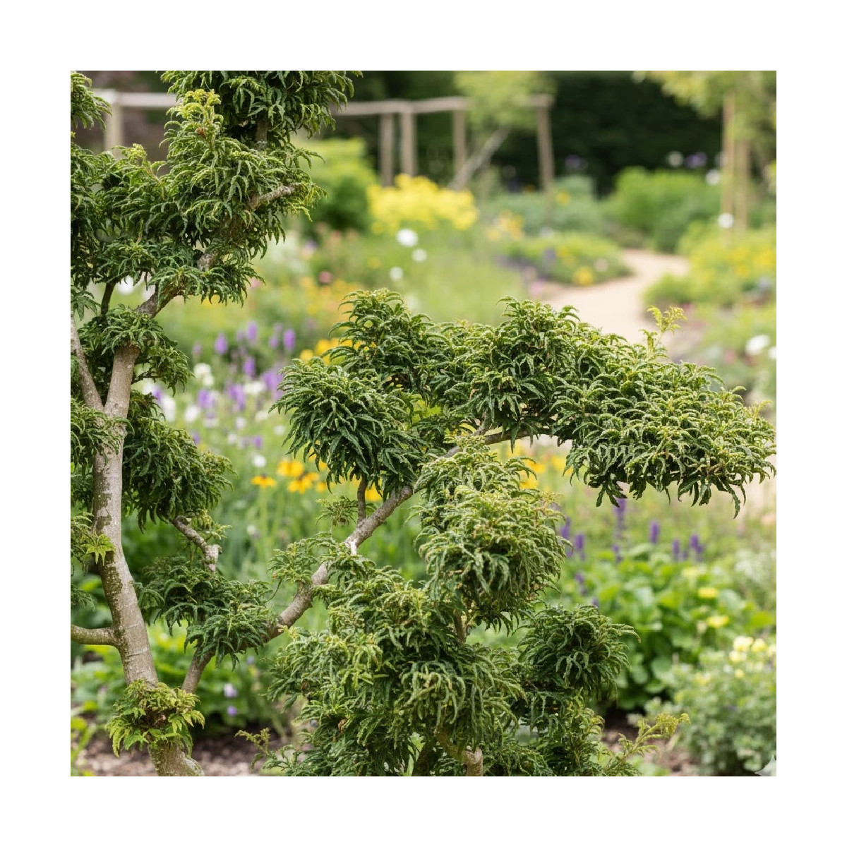 Érable du Japon Crispifolium, Acer palmatum