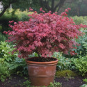 Érable du Japon Deshojo, Acer palmatum