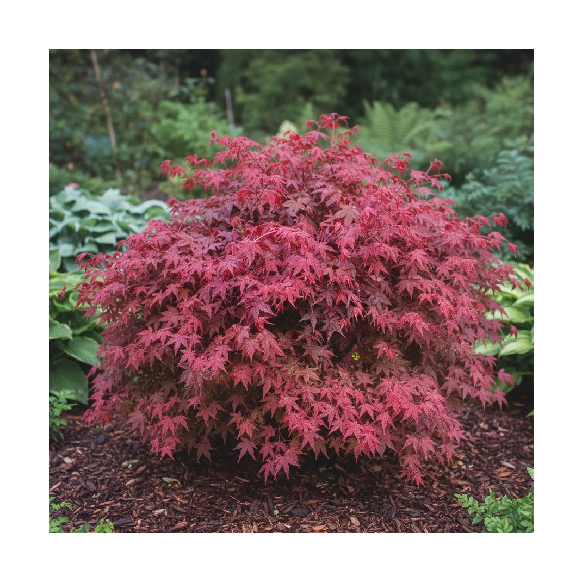 Érable du Japon Deshojo, Acer palmatum Érable du Japon Deshojo, Acer palmatum