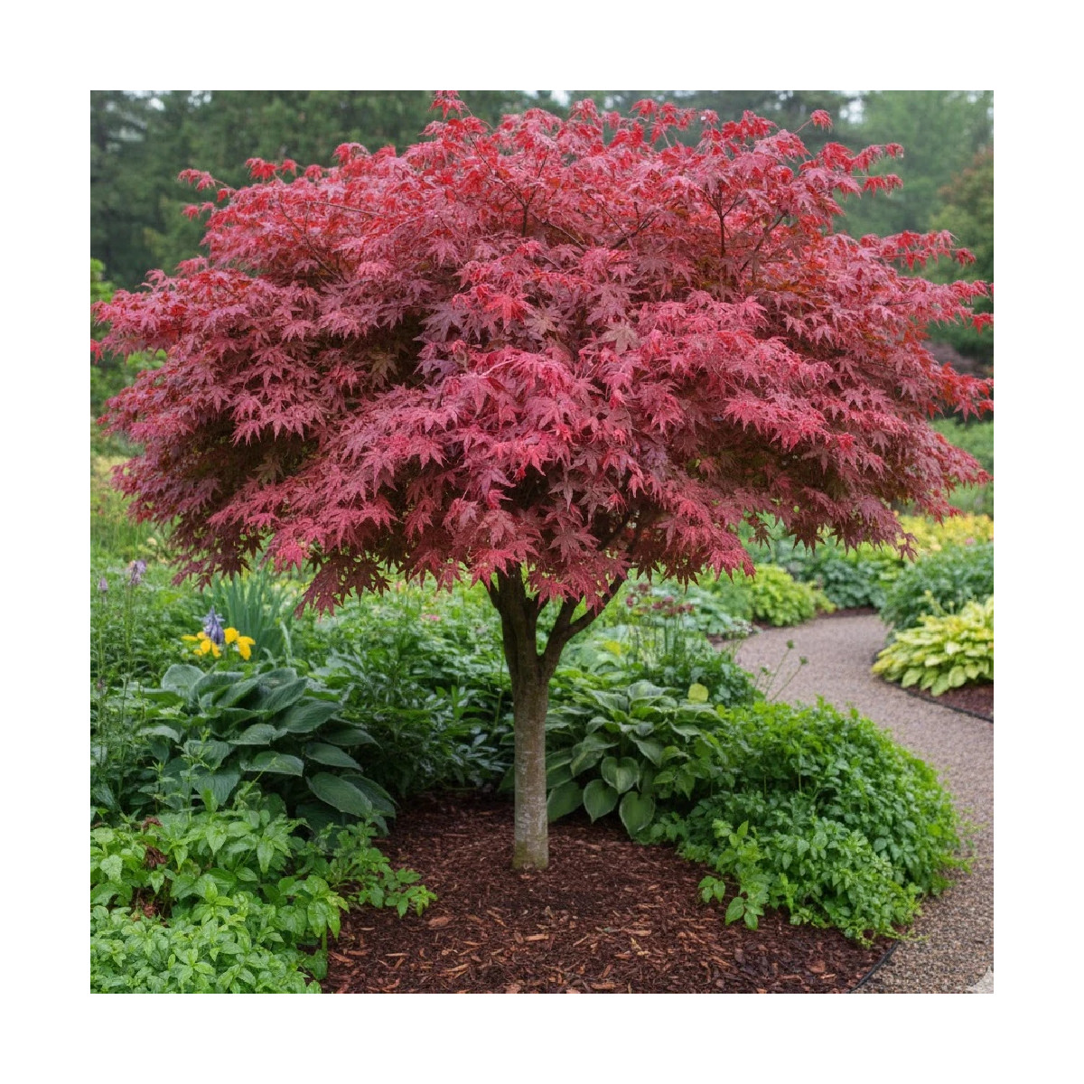 Érable du Japon Deshojo, Acer palmatum Érable du Japon Deshojo, Acer palmatum
