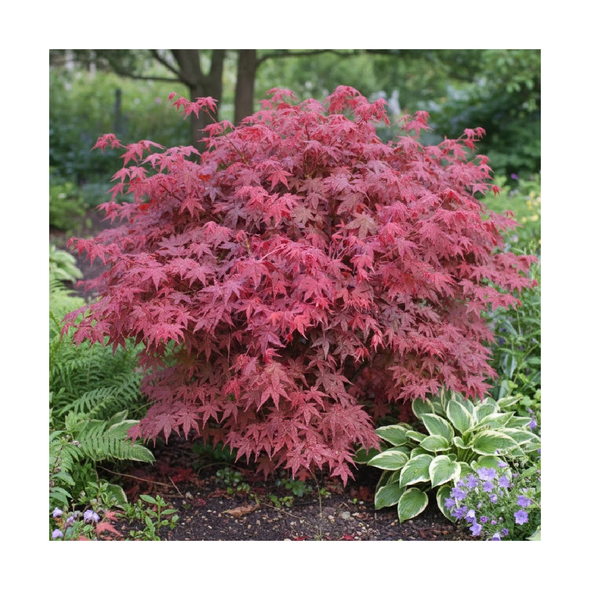 Érable du Japon Deshojo, Acer palmatum Érable du Japon Deshojo, Acer palmatum