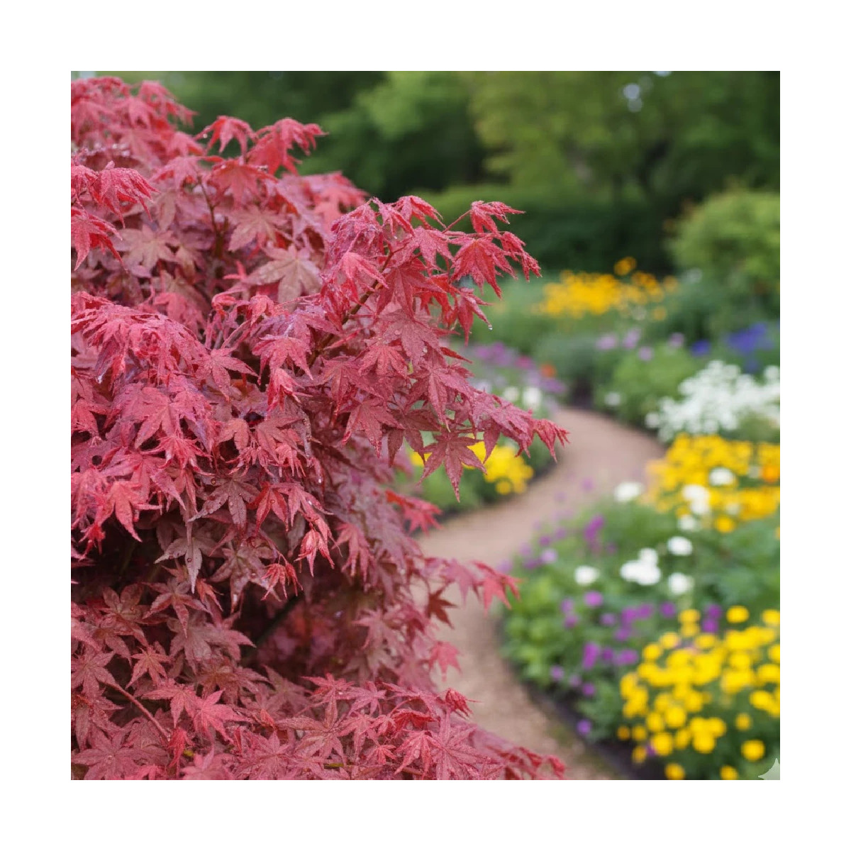 Érable du Japon Deshojo, Acer palmatum Érable du Japon Deshojo, Acer palmatum