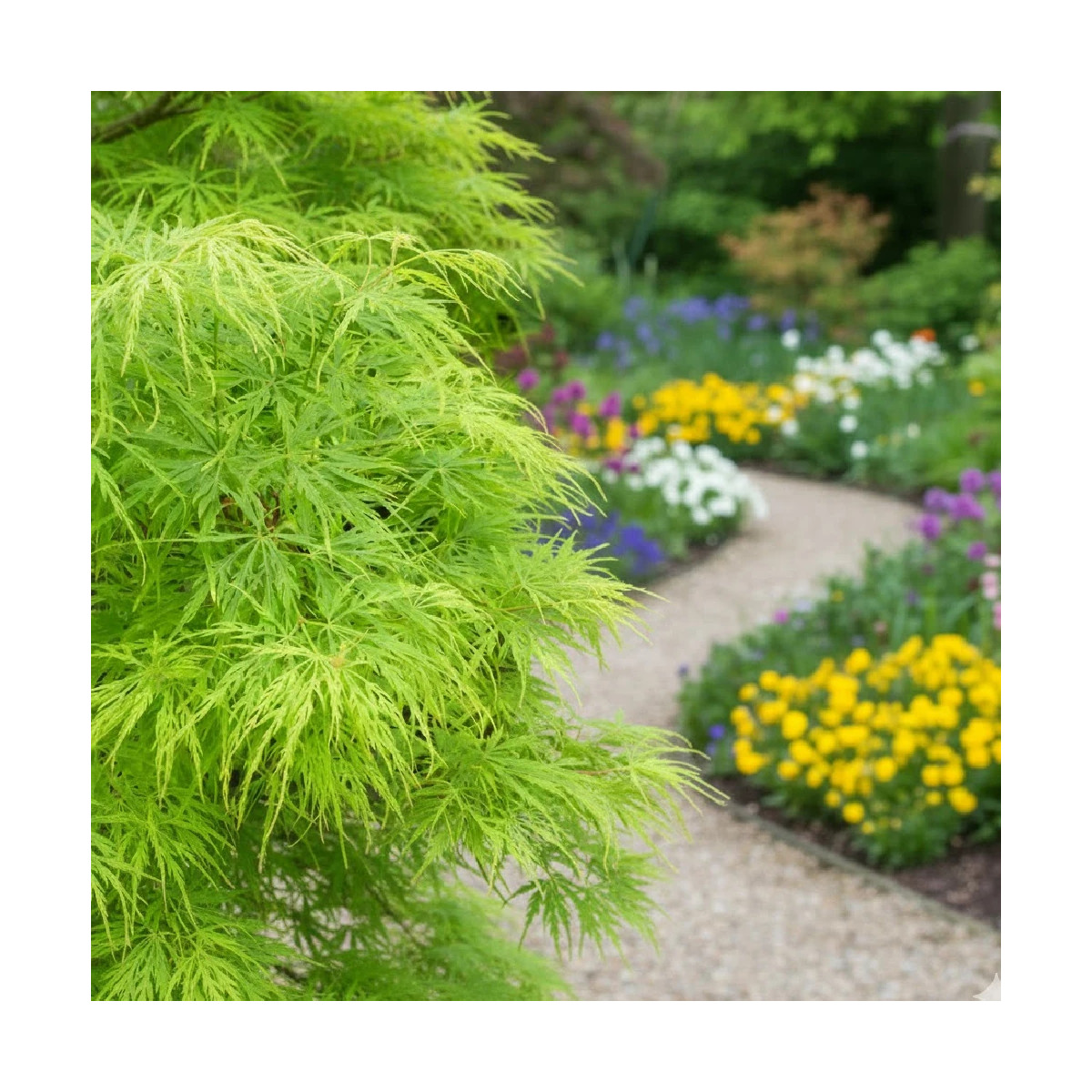 Erable du Japon Dissectum - SILENCE, ça pousse !, Acer palmatum