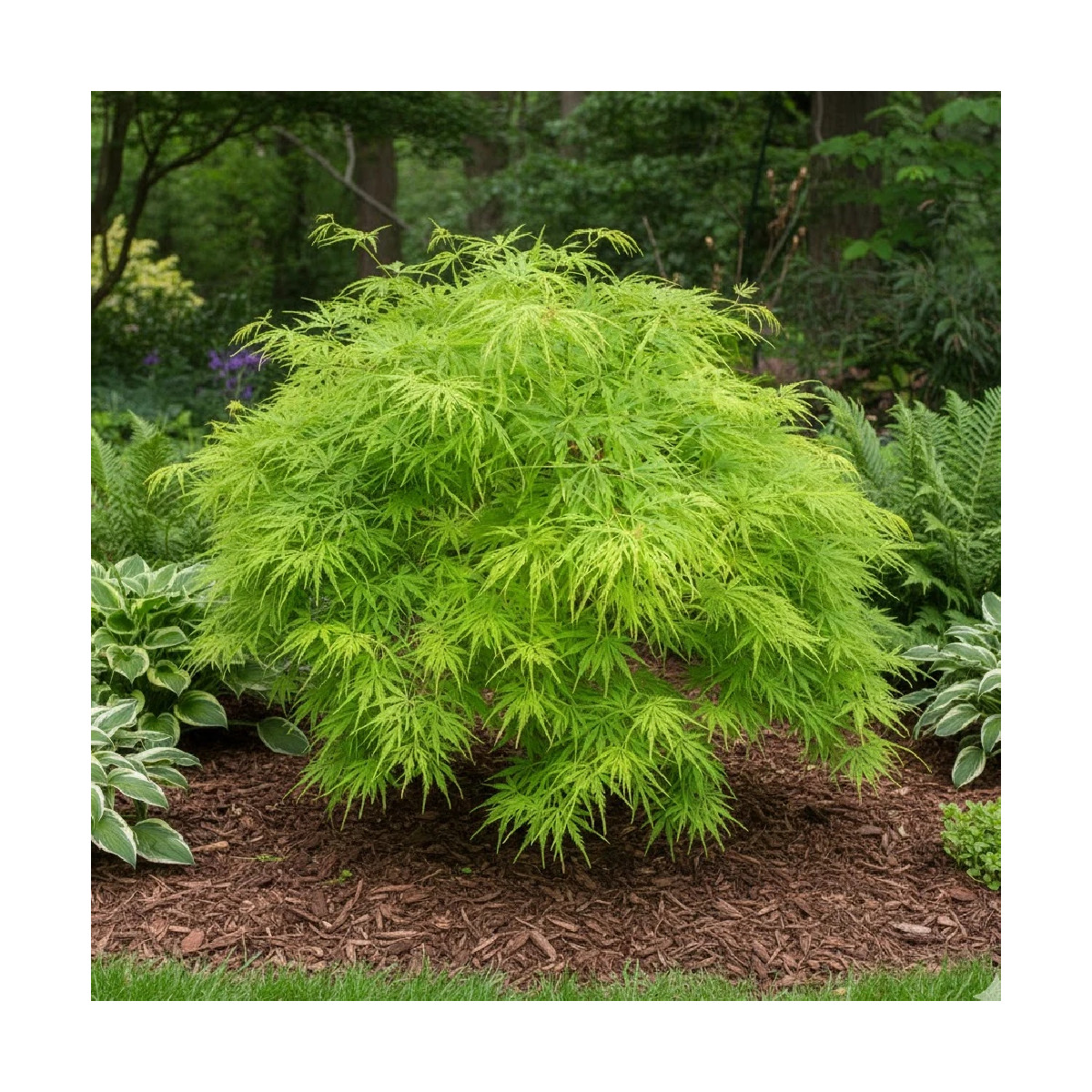 Erable du Japon Dissectum - SILENCE, ça pousse !, Acer palmatum