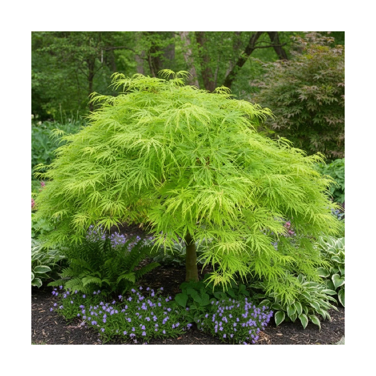 Erable du Japon Dissectum - SILENCE, ça pousse !, Acer palmatum