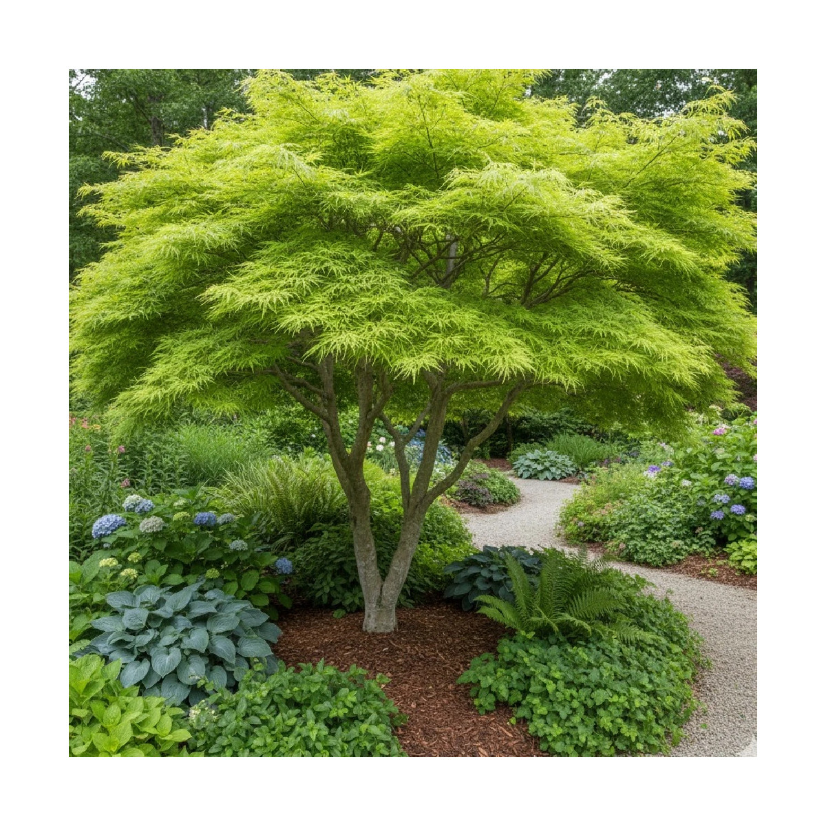Erable du Japon Dissectum - SILENCE, ça pousse !, Acer palmatum
