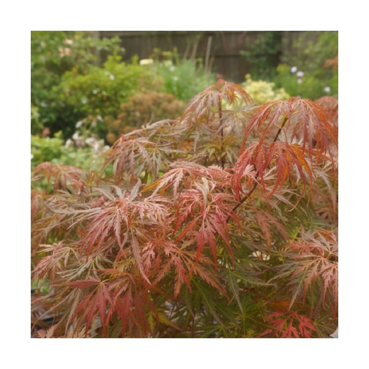 Erable du Japon dissectum ‘Ornatum’, Acer palmatum