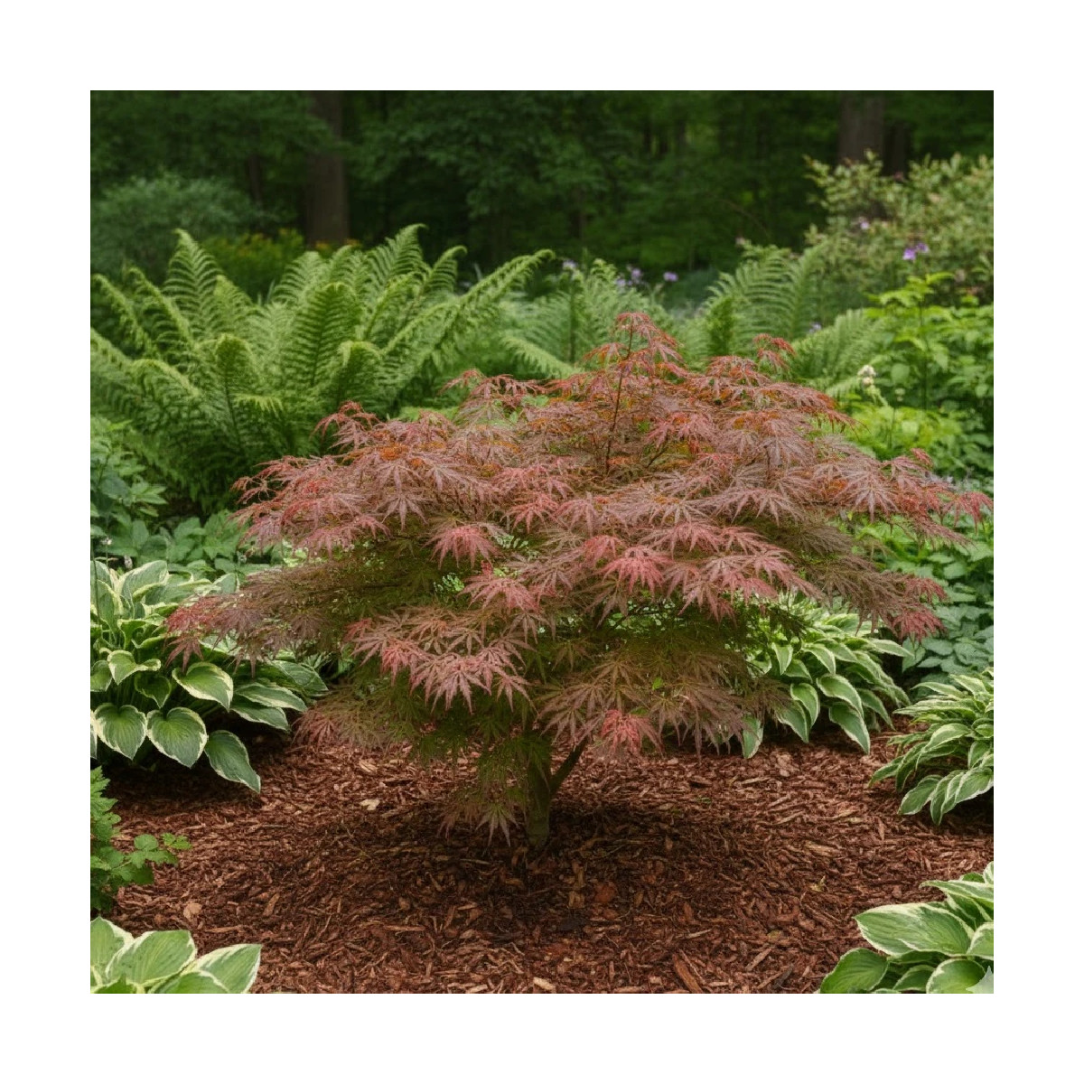 Erable du Japon dissectum ‘Ornatum’, Acer palmatum