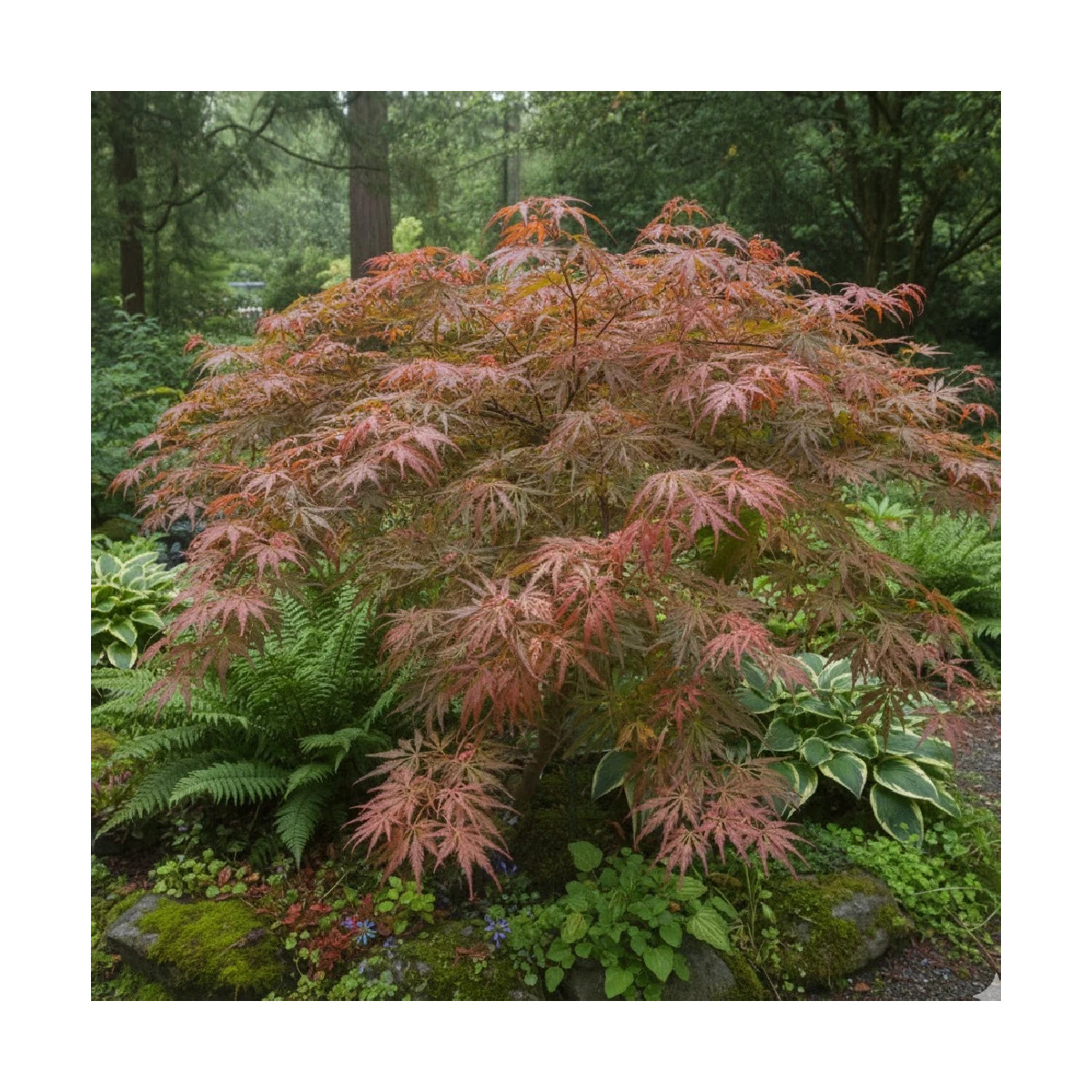 Erable du Japon dissectum ‘Ornatum’, Acer palmatum