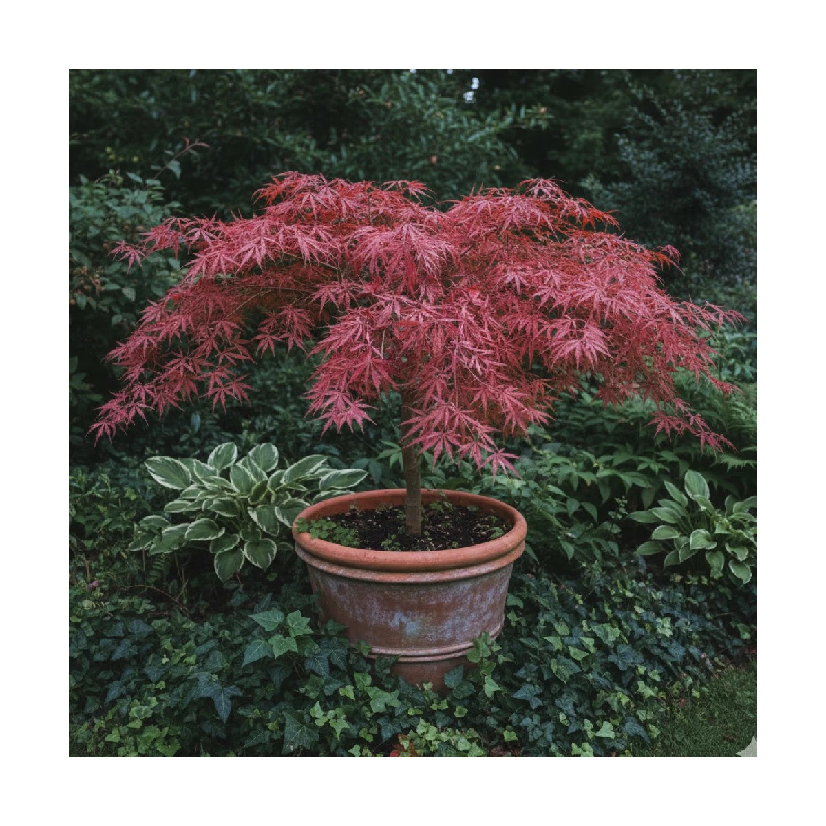 Erable du Japon dissectum Tamukeyama - SILENCE, ça pousse !, Acer palmatum