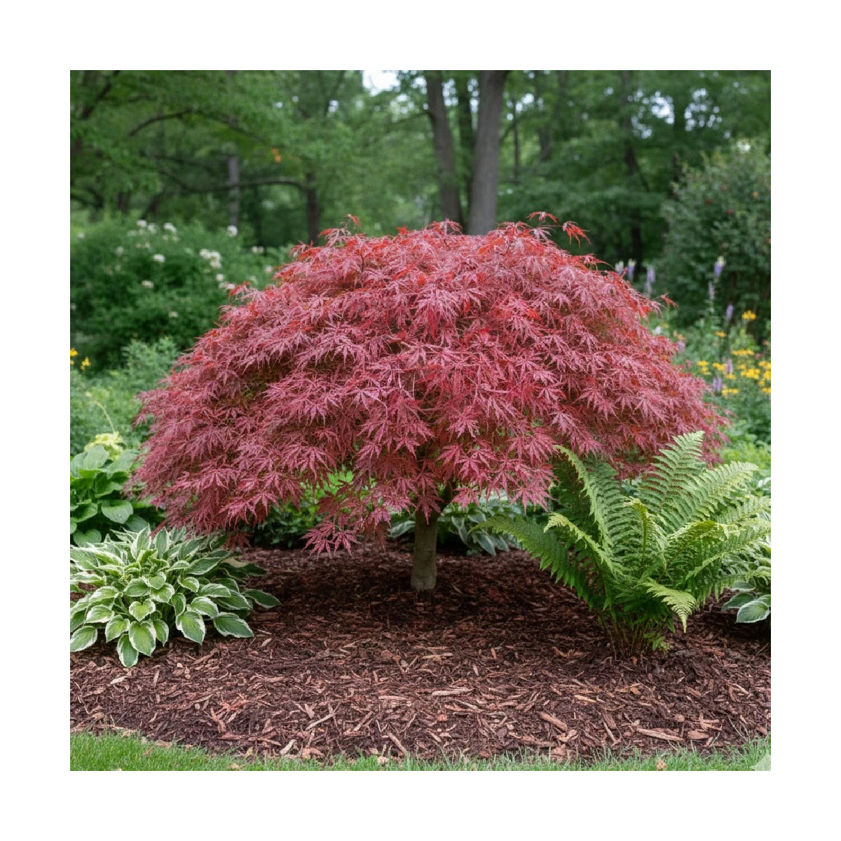 Erable du Japon dissectum Tamukeyama - SILENCE, ça pousse !, Acer palmatum