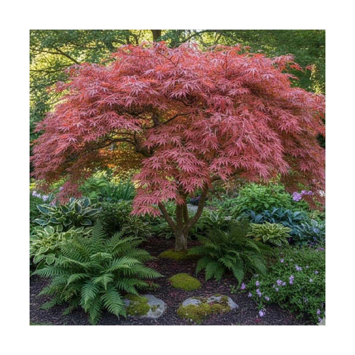 Erable du Japon dissectum Tamukeyama - SILENCE, ça pousse !, Acer palmatum