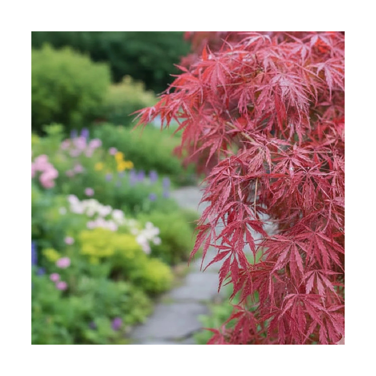 Erable du Japon dissectum Tamukeyama - SILENCE, ça pousse !, Acer palmatum