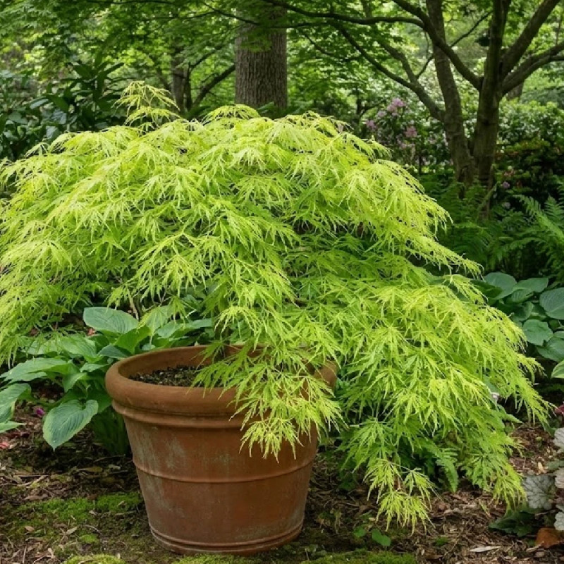 Érable du Japon Dissectum Viridis, Acer palmatum