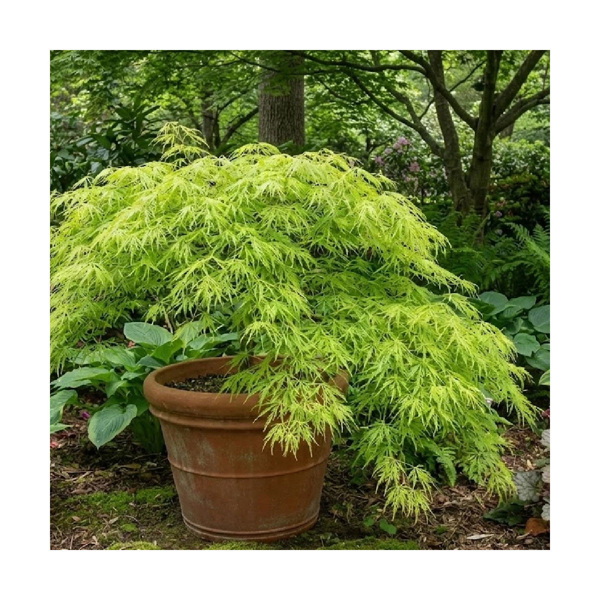 Érable du Japon Dissectum Viridis, Acer palmatum Érable du Japon Dissectum Viridis, Acer palmatum
