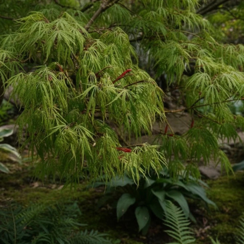 Érable du Japon Dissectum Viridis, Acer palmatum