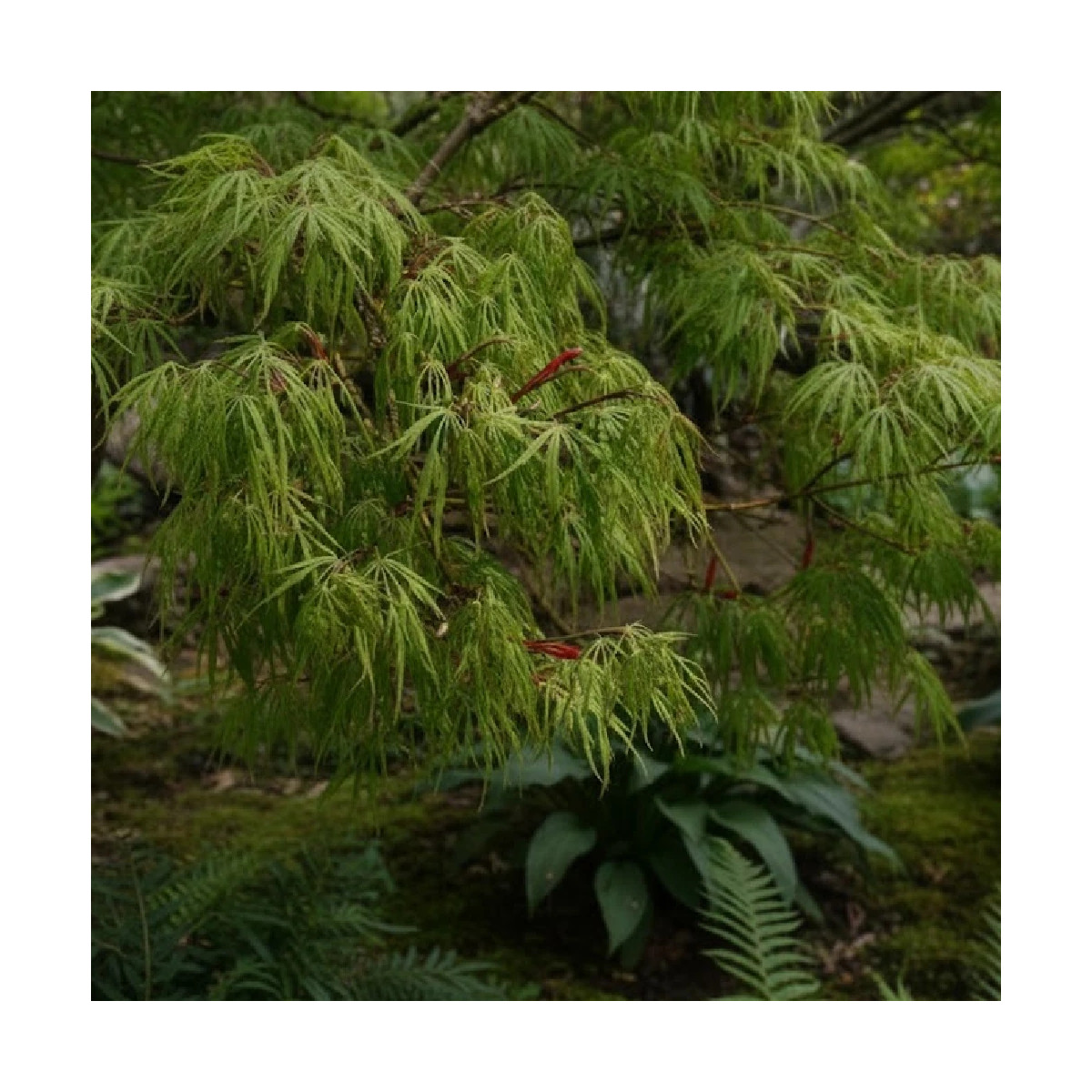 Érable du Japon Dissectum Viridis, Acer palmatum Érable du Japon Dissectum Viridis, Acer palmatum