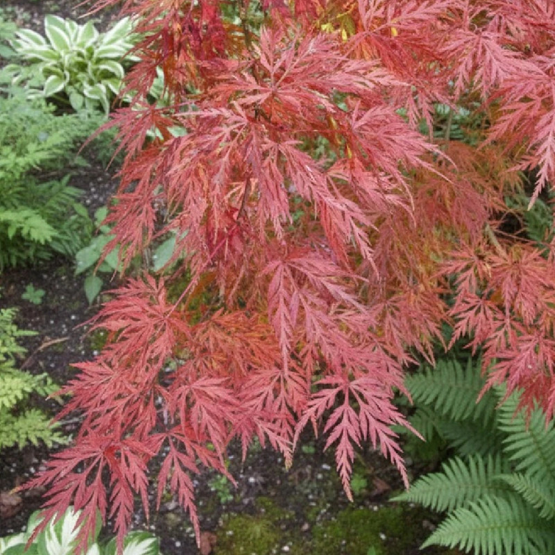 Acer Palmatum 'Emerald Lace' – Érable Du Japon Dentelle D'Émeraude – Arbuste Rustique Pot 19 Cm 60-70 Cm