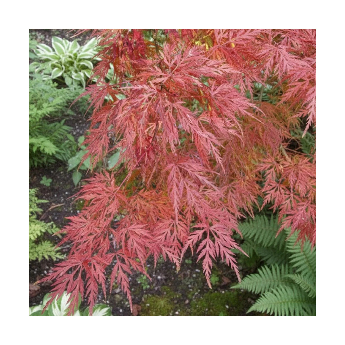 Erable du Japon Emerald Lace - SILENCE, ça pousse !, Acer palmatum Erable du Japon Emerald Lace - SILENCE, ça pousse !, Acer palmatum