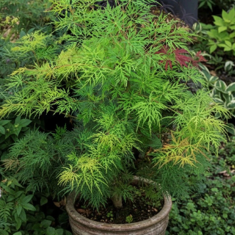Erable du Japon Emerald Lace - SILENCE, ça pousse !, Acer palmatum