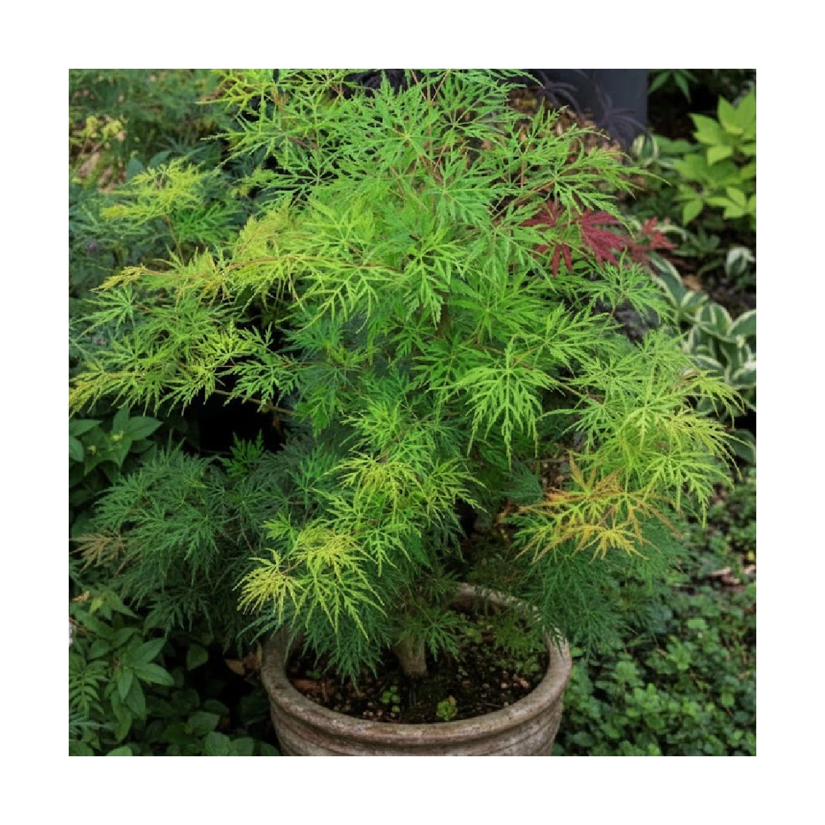 Erable du Japon Emerald Lace - SILENCE, ça pousse !, Acer palmatum Erable du Japon Emerald Lace - SILENCE, ça pousse !, Acer palmatum