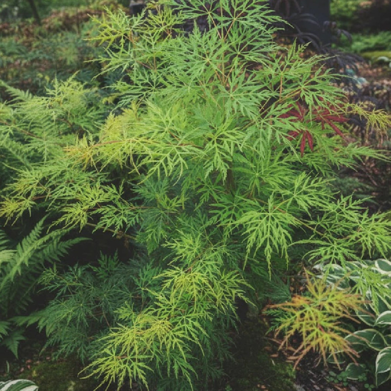 Erable du Japon Emerald Lace - SILENCE, ça pousse !, Acer palmatum