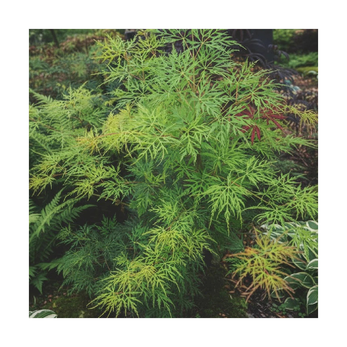 Erable du Japon Emerald Lace - SILENCE, ça pousse !, Acer palmatum Erable du Japon Emerald Lace - SILENCE, ça pousse !, Acer palmatum