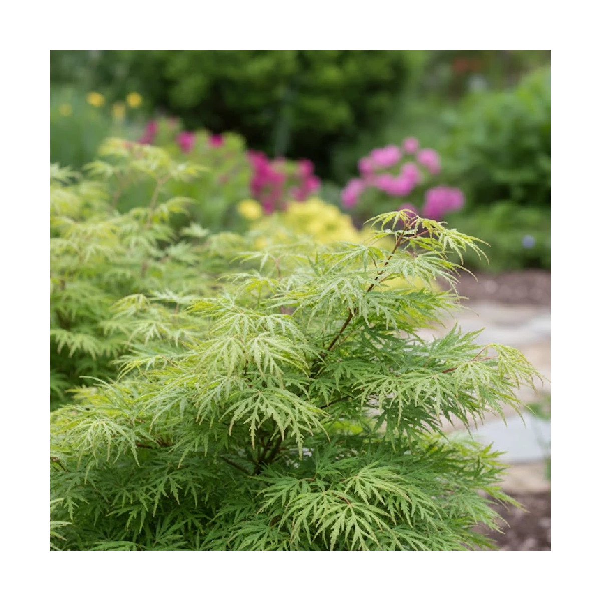 Erable du Japon Emerald Lace - SILENCE, ça pousse !, Acer palmatum Erable du Japon Emerald Lace - SILENCE, ça pousse !, Acer palmatum