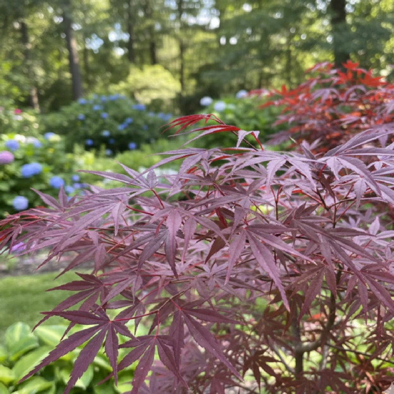 Erable du Japon Enkan - SILENCE, ça pousse !, Acer palmatum