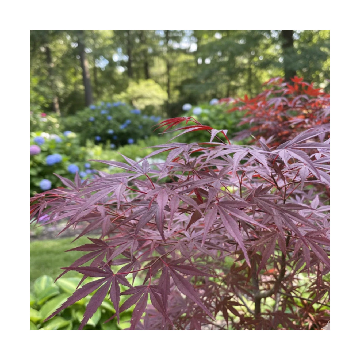 Erable du Japon Enkan - SILENCE, ça pousse !, Acer palmatum