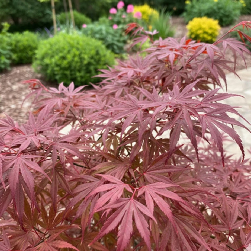 Erable du Japon Enkan - SILENCE, ça pousse !, Acer palmatum