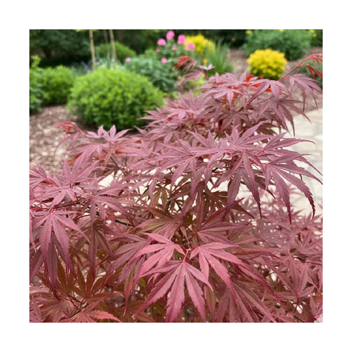 Erable du Japon Enkan - SILENCE, ça pousse !, Acer palmatum