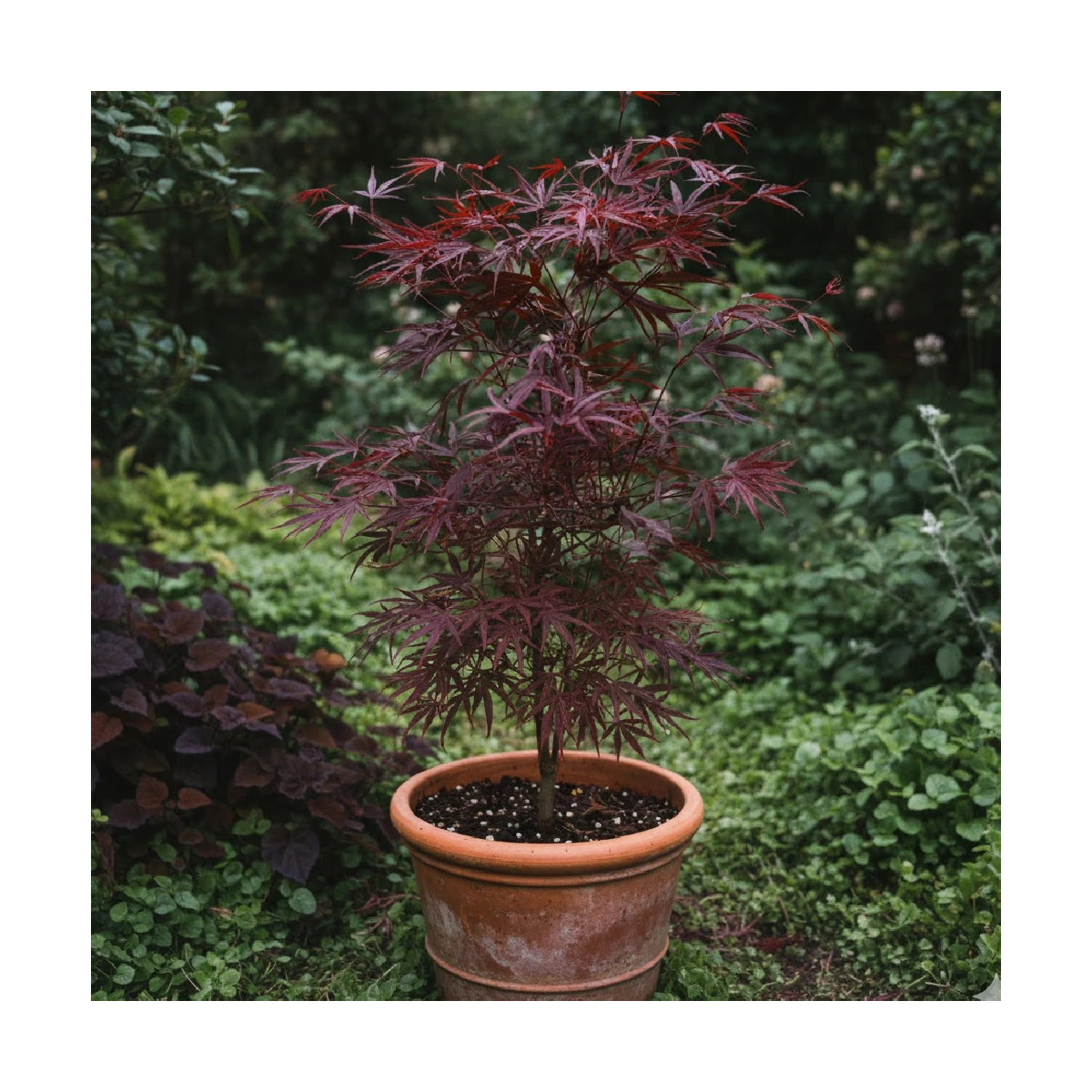 Erable du Japon Enkan - SILENCE, ça pousse !, Acer palmatum