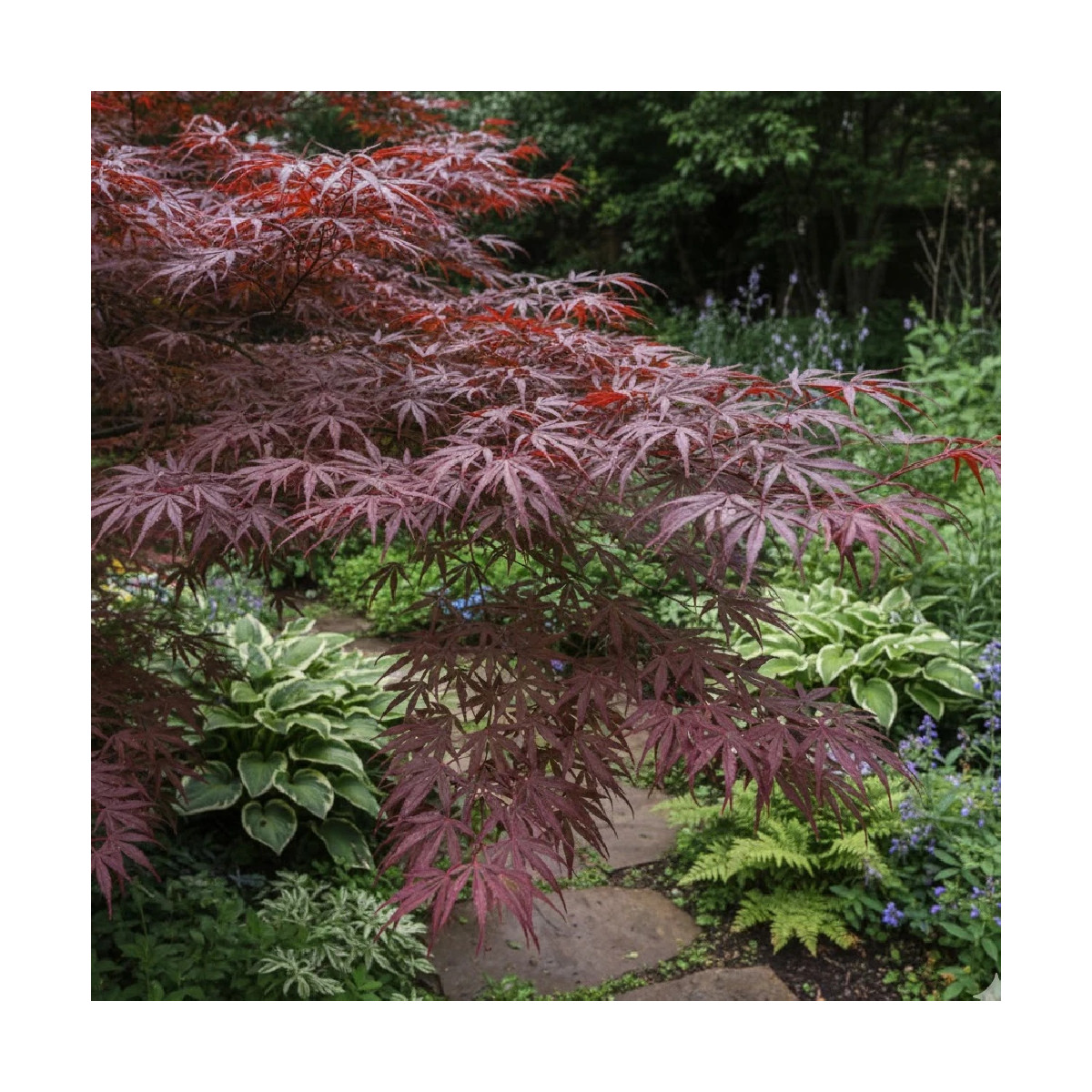 Erable du Japon Enkan - SILENCE, ça pousse !, Acer palmatum