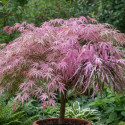 Érable du Japon 'Hana Matoi', Acer palmatum