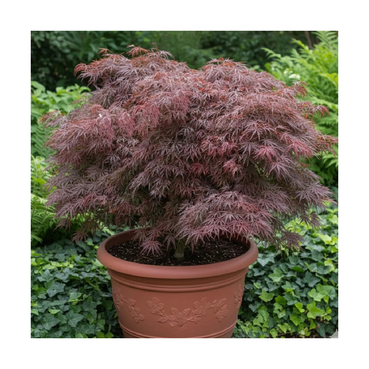 Érable du Japon Inaba Shidare, Acer palmatum